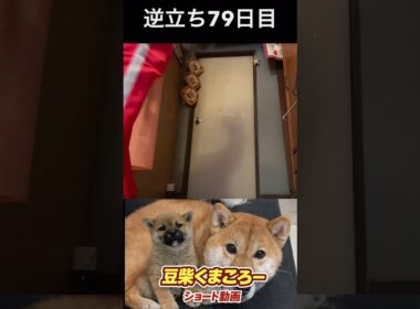#豆柴飼い主#柴犬＃逆立ち79日目