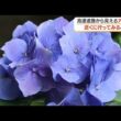 1100株以上のアジサイが絶景　青色にピンクに、紫色　斜面が一面アジサイカラー【鹿児島】 (26/06/17 13:05)
