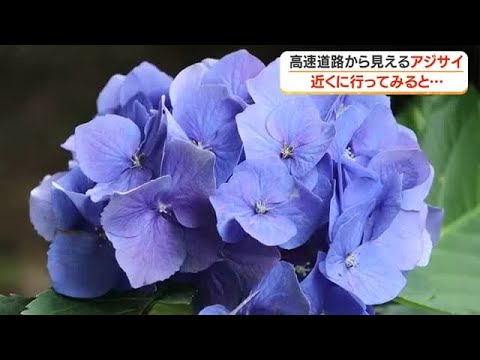 1100株以上のアジサイが絶景　青色にピンクに、紫色　斜面が一面アジサイカラー【鹿児島】 (26/06/17 13:05)