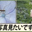 【駒木結衣】 「虫の写真見たいですか？」って言いながら、結衣ちゃんにカマキリを見せる飯島さん