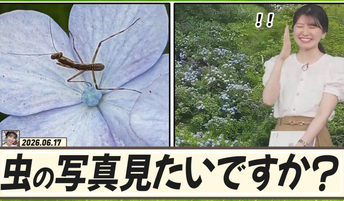 【駒木結衣】 「虫の写真見たいですか？」って言いながら、結衣ちゃんにカマキリを見せる飯島さん