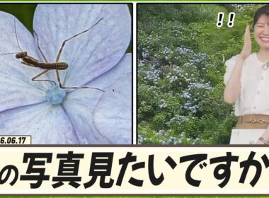 【駒木結衣】 「虫の写真見たいですか？」って言いながら、結衣ちゃんにカマキリを見せる飯島さん