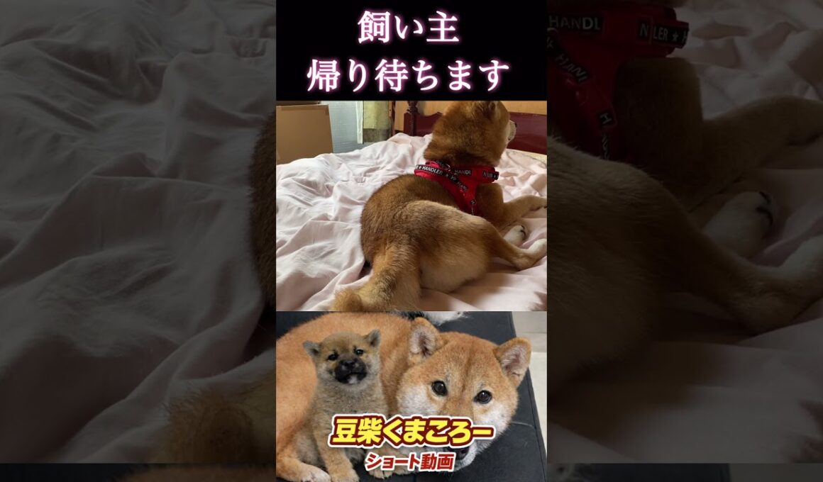 #飼い主待ちます#柴犬 　#くまころー　#ポイポイポー君三世　#犬好きと繋がりたい