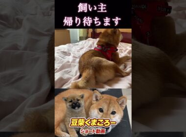 #飼い主待ちます#柴犬 　#くまころー　#ポイポイポー君三世　#犬好きと繋がりたい
