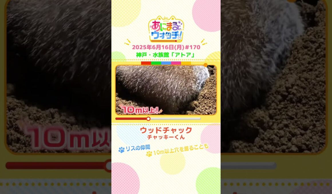 リスの仲間！「ウッドチャック」　神戸市「アトア」　#shorts #読売テレビニュース #すまたん #あにまるウォッチ #動物