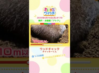 リスの仲間！「ウッドチャック」　神戸市「アトア」　#shorts #読売テレビニュース #すまたん #あにまるウォッチ #動物