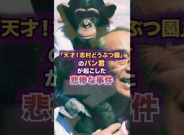 「天才！志村どうぶつ園」のパン君が起こした悲惨な事件