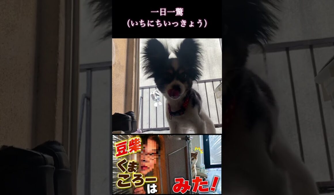 #くまころー飼い主#一日一驚