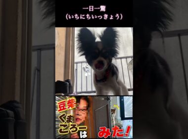 #くまころー飼い主#一日一驚