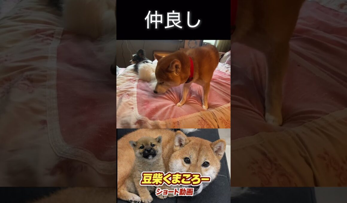 本当は仲良し#柴犬 　#くまころー　#ポイポイポー君三世　#犬好きと繋がりたい
