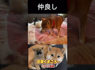 本当は仲良し#柴犬 　#くまころー　#ポイポイポー君三世　#犬好きと繋がりたい