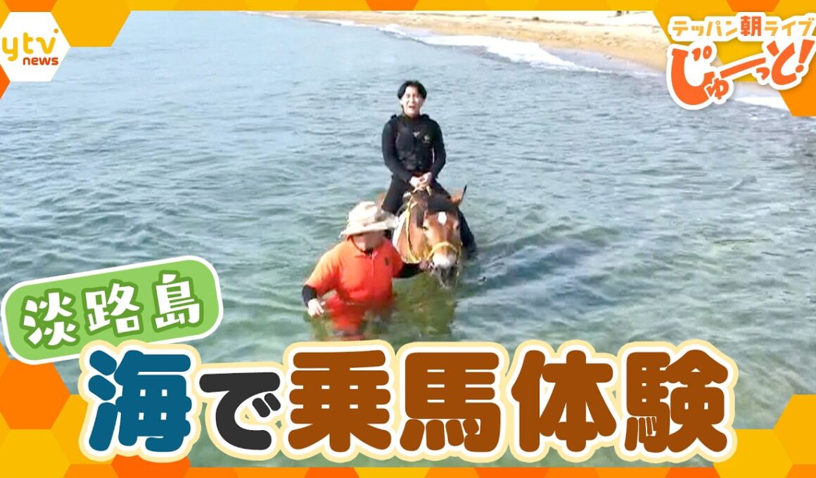 海の中で乗馬体験！馬と一緒に泳ぐ夏限定のマリンアクティビティ【テッパン朝ライブ じゅーっと！/じゅーっ特集！生中継】