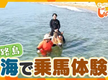 海の中で乗馬体験！馬と一緒に泳ぐ夏限定のマリンアクティビティ【テッパン朝ライブ じゅーっと！/じゅーっ特集！生中継】