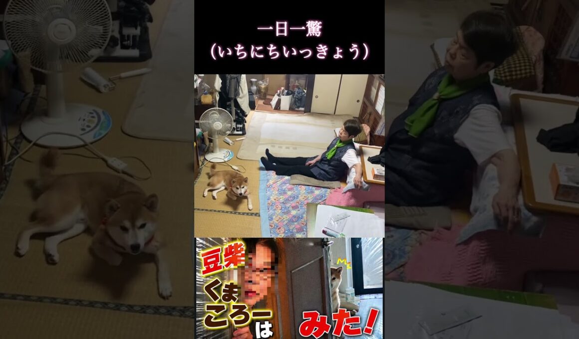 #くまころー飼い主#柴犬＃一日一驚