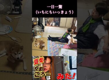 #くまころー飼い主#柴犬＃一日一驚