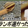 【駒木結衣】 お、びっくり！ワンテンポ遅かった結衣ちゃんの反応速度。🐨「カタツムリはまだ大丈夫なんです！」🐌