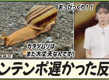 【駒木結衣】 お、びっくり！ワンテンポ遅かった結衣ちゃんの反応速度。🐨「カタツムリはまだ大丈夫なんです！」🐌