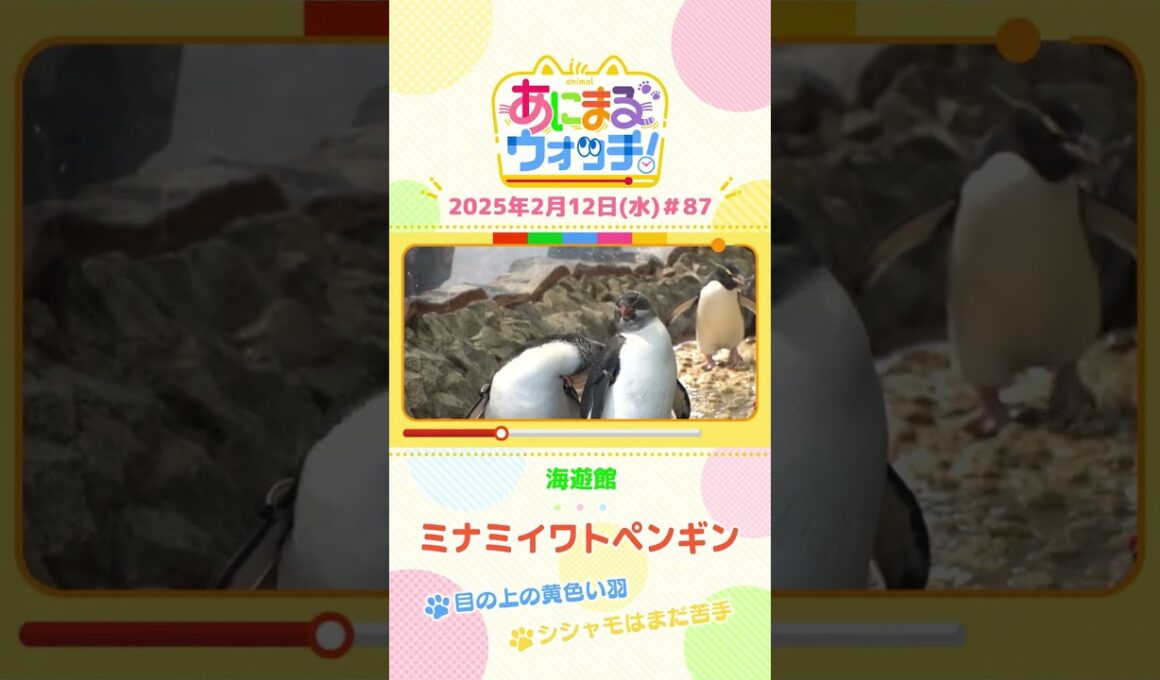 目の上の黄色い羽！「ミナミイワトビペンギン」　大阪「海遊館」　#shorts #読売テレビニュース #すまたん #あにまるウォッチ #動物