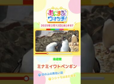 目の上の黄色い羽！「ミナミイワトビペンギン」　大阪「海遊館」　#shorts #読売テレビニュース #すまたん #あにまるウォッチ #動物