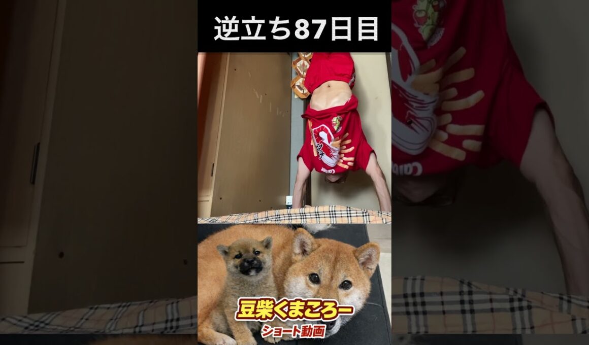#豆柴飼い主#逆立ち87日目