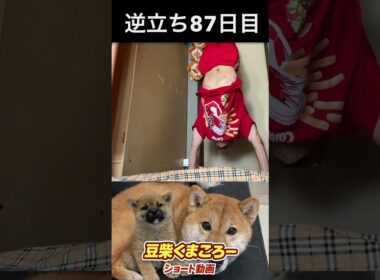 #豆柴飼い主#逆立ち87日目