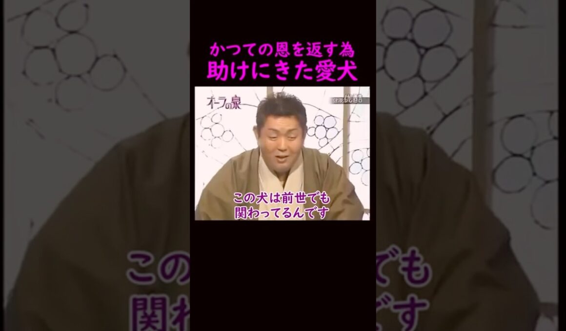 【オーラの泉】愛犬と前世でも会っていた！#美輪明宏 #江原啓之 #切り抜き動画 #shorts #スピリチュアル #占い #感動する話 #開運
