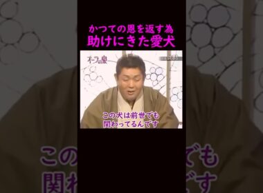 【オーラの泉】愛犬と前世でも会っていた！#美輪明宏 #江原啓之 #切り抜き動画 #shorts #スピリチュアル #占い #感動する話 #開運