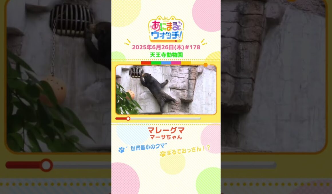 まるでおっさん！？「マレーグマ」 大阪「天王寺動物園」　#shorts #読売テレビニュース #すまたん #あにまるウォッチ #動物
