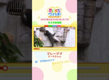 まるでおっさん！？「マレーグマ」 大阪「天王寺動物園」　#shorts #読売テレビニュース #すまたん #あにまるウォッチ #動物