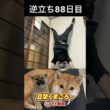 #豆柴飼い主#柴犬＃逆立ち88日目