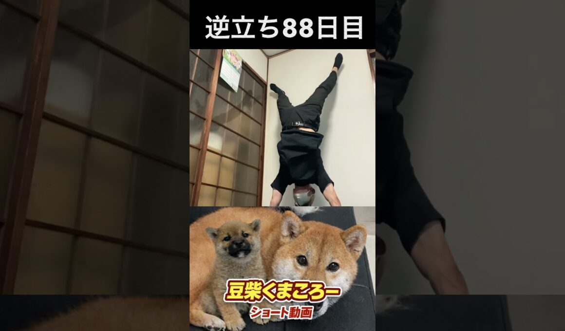 #豆柴飼い主#柴犬＃逆立ち88日目