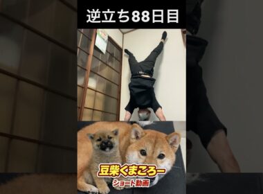 #豆柴飼い主#柴犬＃逆立ち88日目