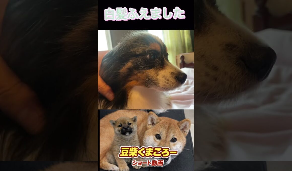 #パピヨン#歳とりました