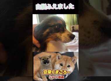 #パピヨン#歳とりました