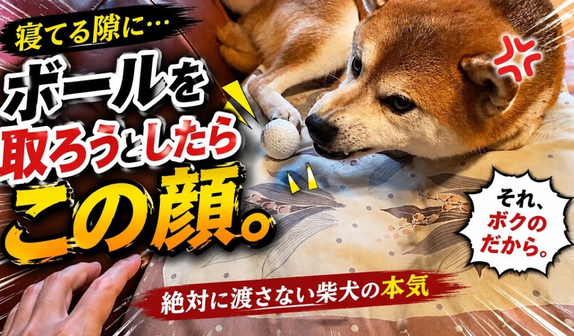 【孤独の56歳】    お気に入りボールに手を出したら柴犬が豹変しました