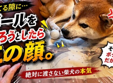 【孤独の56歳】    お気に入りボールに手を出したら柴犬が豹変しました