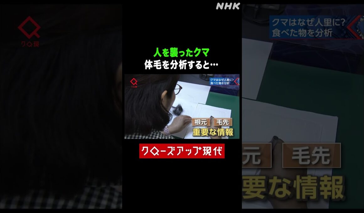 人を襲ったクマの体毛を分析すると…【クロ現】| NHK | #shorts
