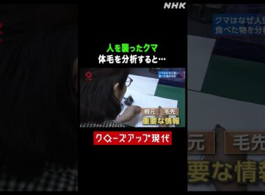 人を襲ったクマの体毛を分析すると…【クロ現】| NHK | #shorts
