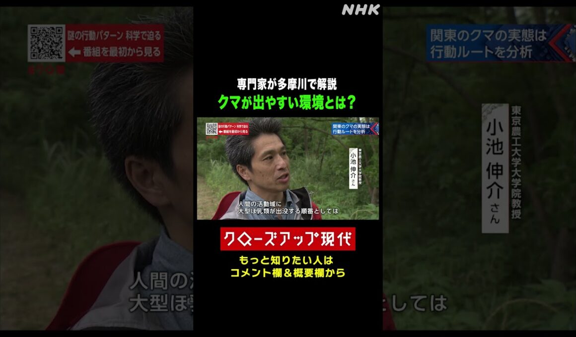 【専門家が解説】多摩川でクマが出やすい環境とは【クロ現】| NHK | #shorts