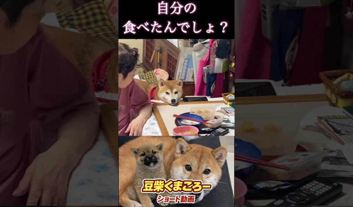 #豆柴飼い主#柴犬 　#くまころー　#ポイポイポー君三世　#犬好きと繋がりたい