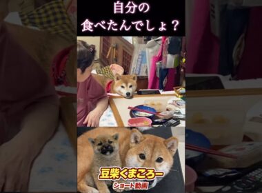 #豆柴飼い主#柴犬 　#くまころー　#ポイポイポー君三世　#犬好きと繋がりたい