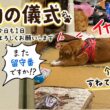 【孤独の56歳】「また留守番ですか…？出勤の儀式を全力拒否する柴犬」
