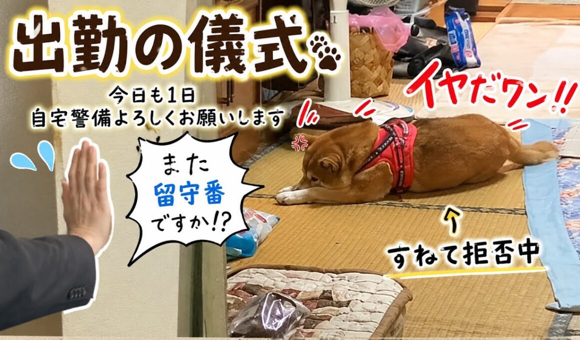 【孤独の56歳】「また留守番ですか…？出勤の儀式を全力拒否する柴犬」