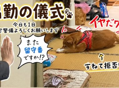 【孤独の56歳】「また留守番ですか…？出勤の儀式を全力拒否する柴犬」