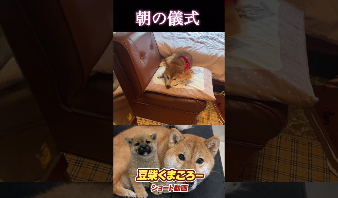 #豆柴くまころー#朝の儀式