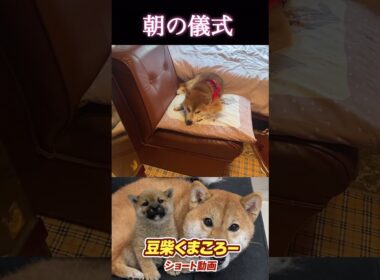 #豆柴くまころー#朝の儀式