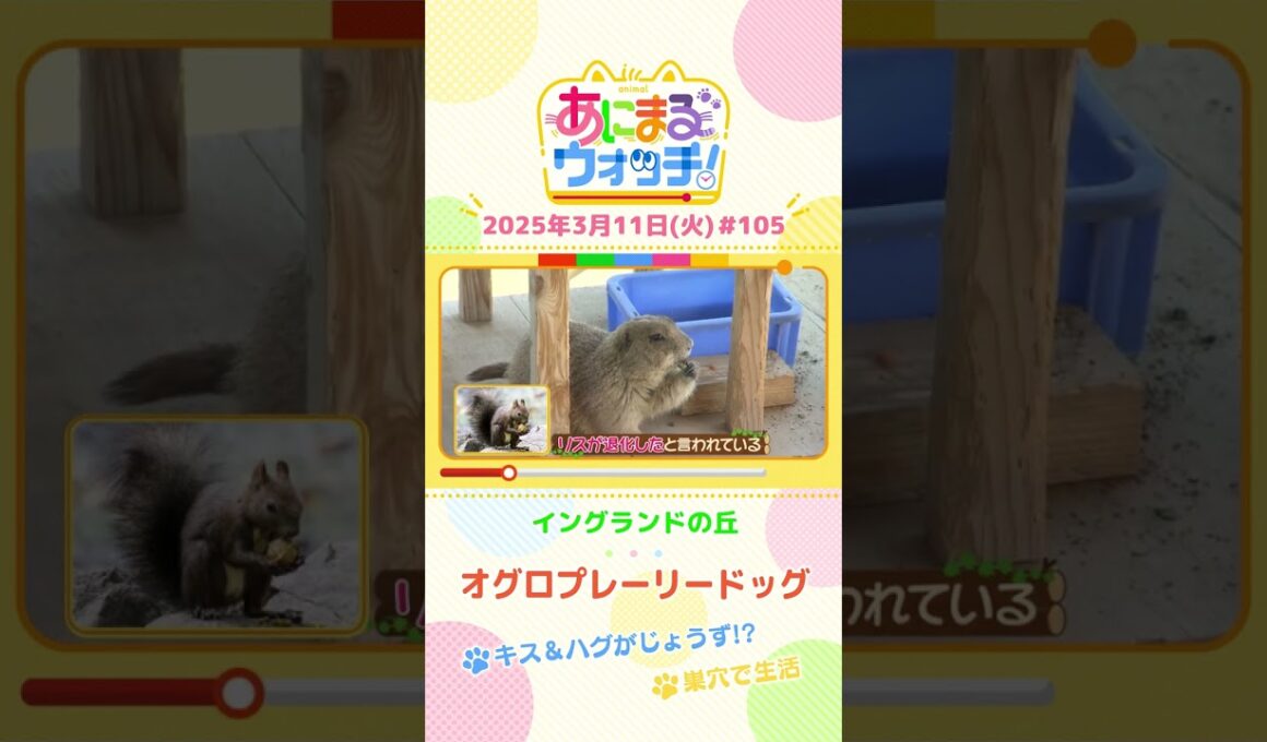 キス＆ハグがじょうず！？「オグロプレーリードッグ」　兵庫「イングランドの丘」　#shorts #読売テレビニュース #すまたん #あにまるウォッチ #動物