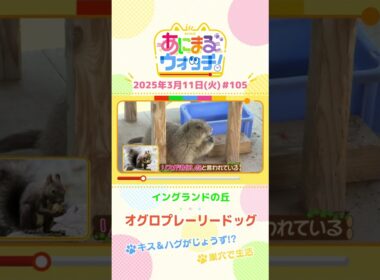キス＆ハグがじょうず！？「オグロプレーリードッグ」　兵庫「イングランドの丘」　#shorts #読売テレビニュース #すまたん #あにまるウォッチ #動物