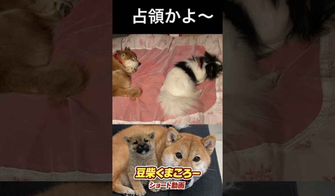 先にベッド入られた〜　#柴犬 　#くまころー　#ポイポイポー君三世　#犬好きと繋がりたい