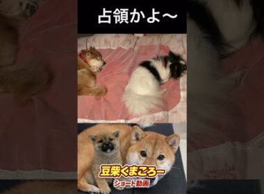 先にベッド入られた〜　#柴犬 　#くまころー　#ポイポイポー君三世　#犬好きと繋がりたい